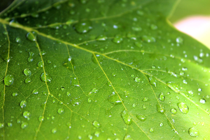 leaf-small-01